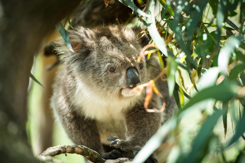 Big4 Ingenia Holidays Phillip Island Newhaven Bagian luar foto